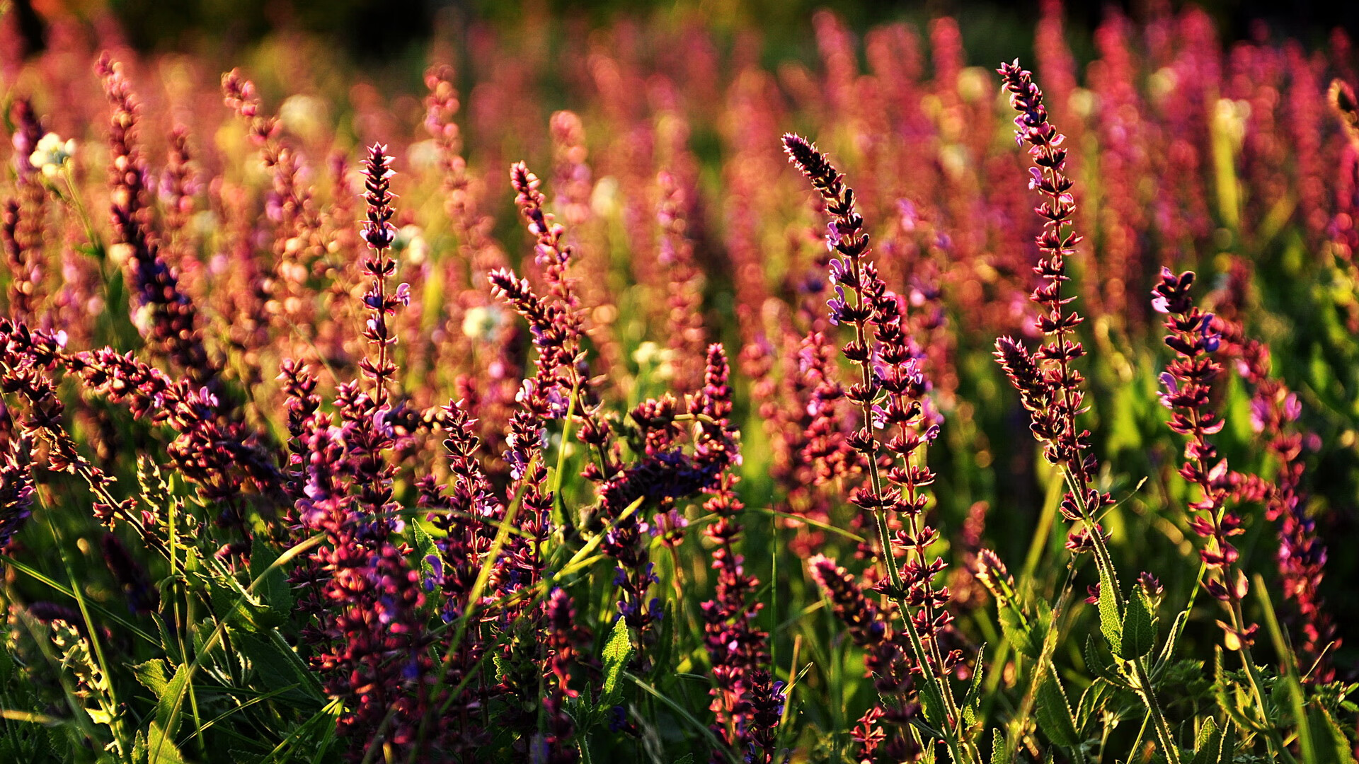 太阳收割篮网,浓眉在西决生死战接管比赛