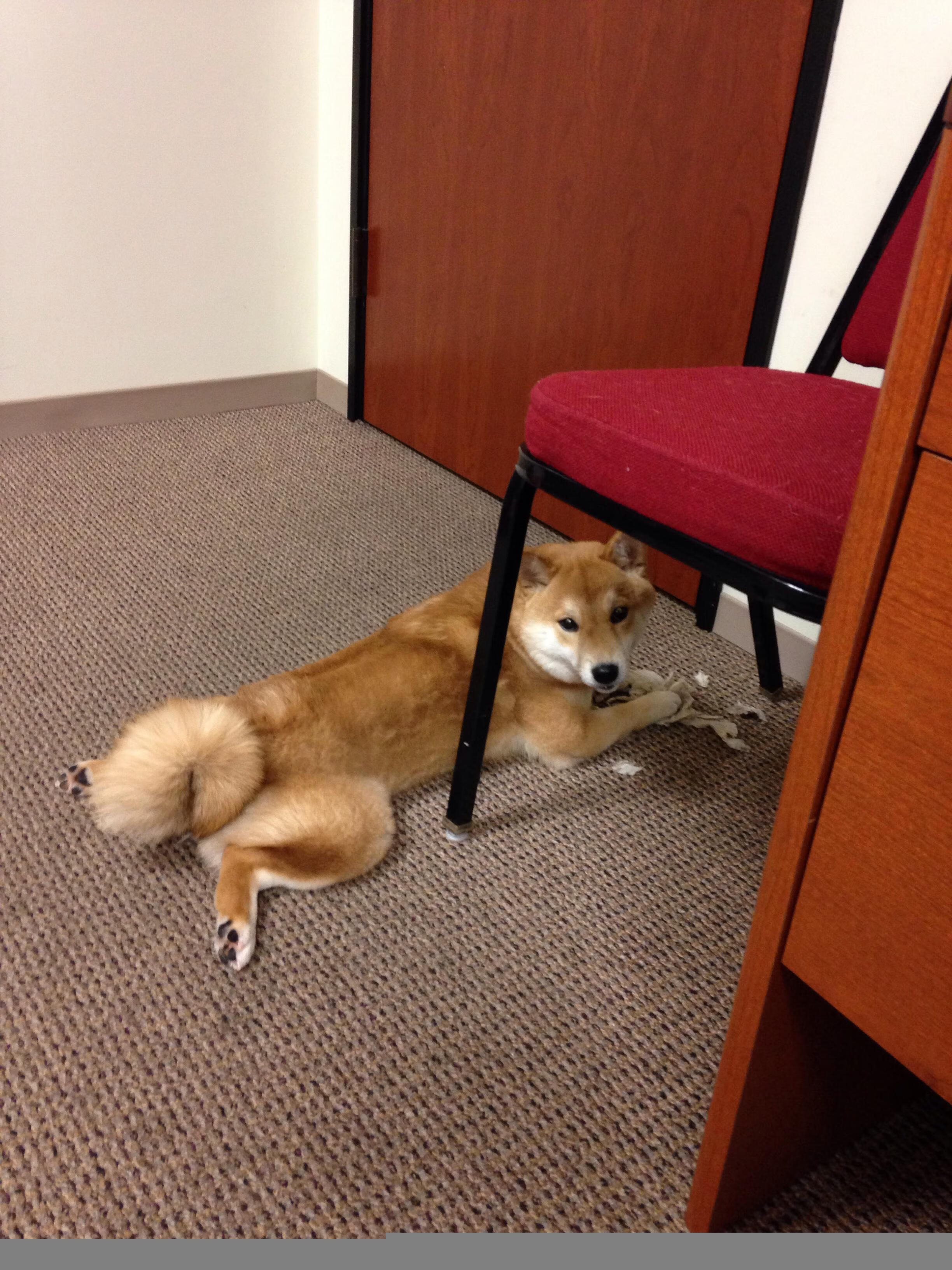 霍勒迪临危救主,上海队力克公牛演绎经典对决