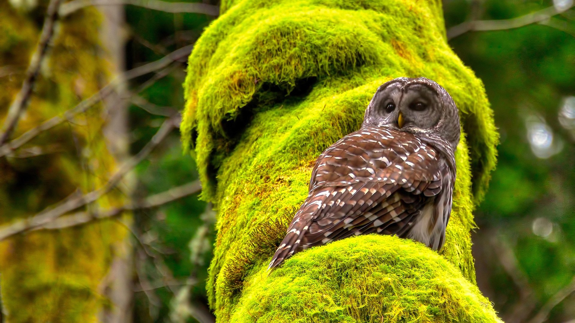 掘金式胜利与塔图姆时刻，当代NBA的冠军方程式