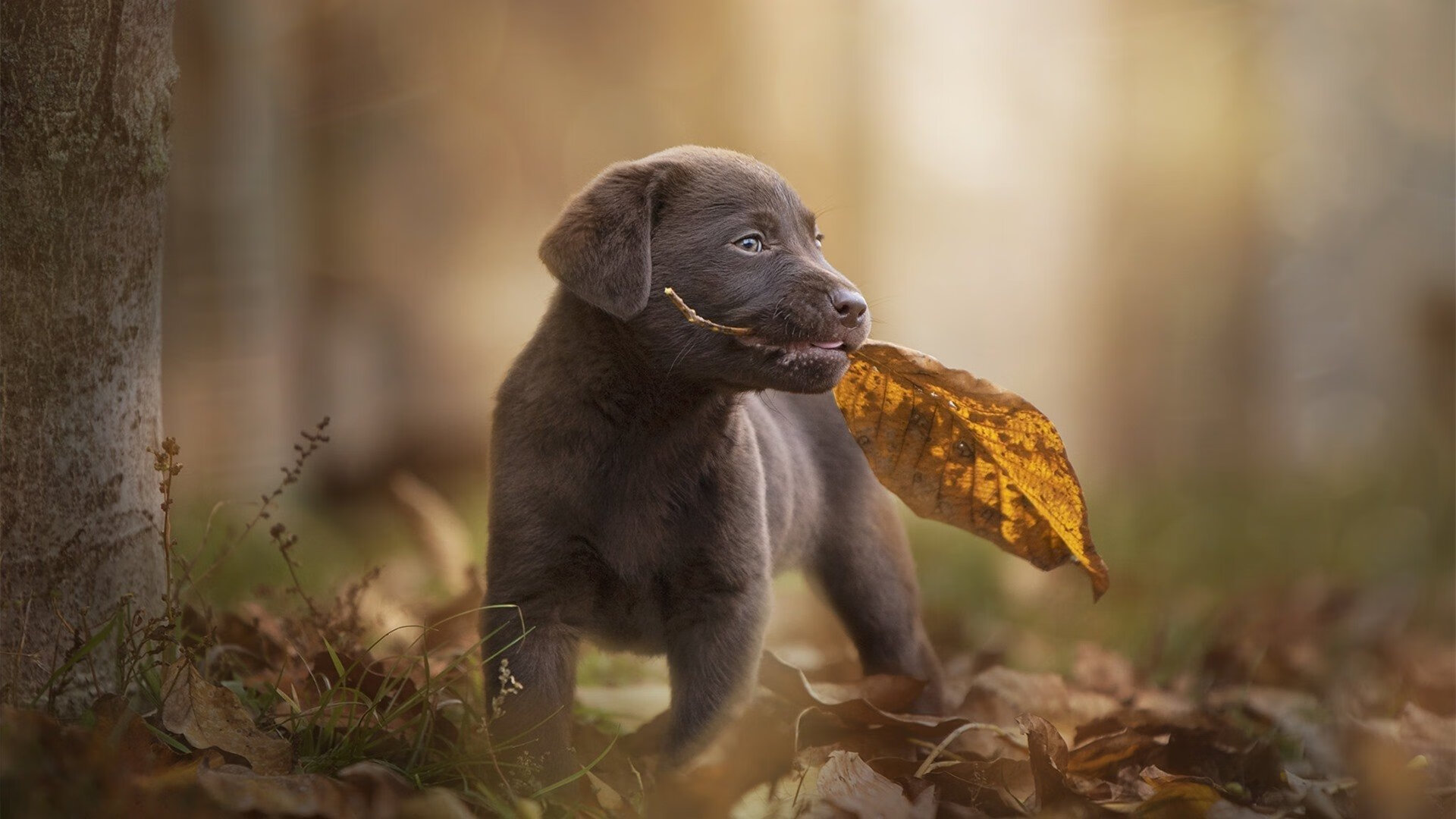 公牛打穿雷霆,克莱成为关键先生